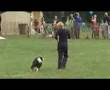 doggydance, heelwork to music, caninefreestyle Twizzle