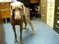 Weimaraner