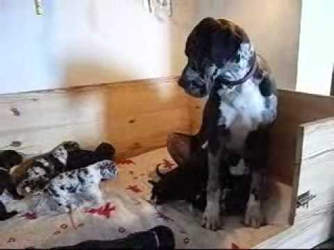dogue allemand