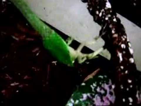 Green Vine Snake Eats A Lizard