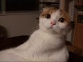 ?Scottish Fold?Whistle??meeco?