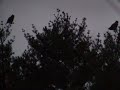 Owlys in the Night