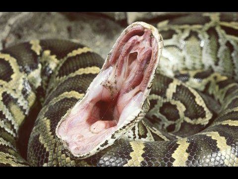 YouTube reptile video