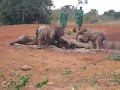 Orphan elephants playing in mud