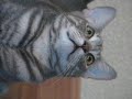 Talking Cat