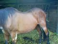 le cheval MARLOU , l'oublié de:GEZAINCOURT (SAVE MARLOU)