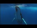 BBC Planet Earth - coasts and reef barriers 1/5 BBC Planet Earth - coasts and reef barriers 1/5