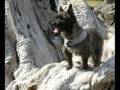 Cairn Rescue USA - Corky in WA - update