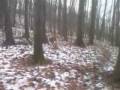 videos de Falco 02 20081126.mp4