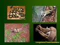 Biología Bíblica 1 - Mordiendo el polvo