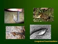 Biología Bíblica 1 - Mordiendo el polvo