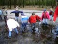 bevers spelen in de modder bevers spelen in de modder