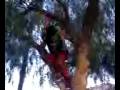 videos de Tree