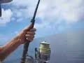 Yellowtail Kingfish Yellowtail Kingfish
