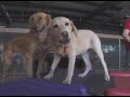 Camp Bow Wow - Mutts of McHenry Camp Bow Wow - Mutts of McHenry