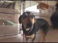 videos de Mutts of McHenry