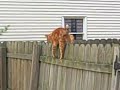 Tuffy's Fence walkin'.AVI