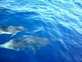 videos de Delfini Isole Eolie (2/2)