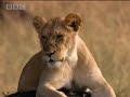 Lions-vs-giant-king-
