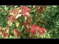 Shrubs fro sale from Chris Orser Landscaping
