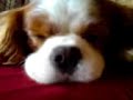 cavalier king charles Timbo Rydeb�ck, Helsingborg speeping