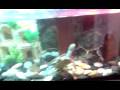 Turtle tank Upgrade