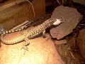 B&W Tegu eats mouse. B&W Tegu eats mouse.