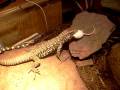 W-Tegu-eats-mouse