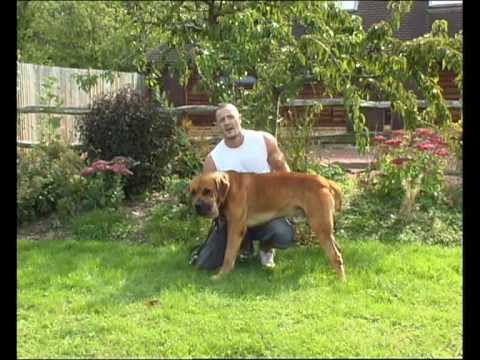 boerboel