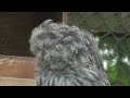 Dr EVIL OWL!