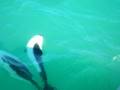 videos de Dolphins near Puerto Madryn