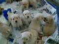 Goldens 4 weeks V4