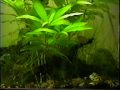 aquario plantado 