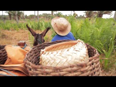 Babaçu – Floresta de vida