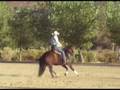 Reining Horse for Sale