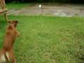 Silly Sadie in the wind