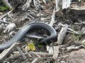 Red Belly Black Snake Eats a Frog