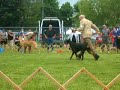 Doberman winning best of working group!