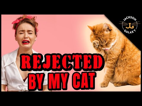 Why Isn’t My Cat Affectionate?