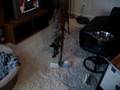 videos de Wingo Eating Mr. Roboto Greeting Card Part 1