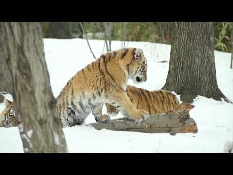 Bronx Zoo Tiger Cubs' First Blizzard