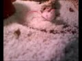 Hognose Devours Fuzzy Alive