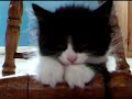 Kitten falling asleep