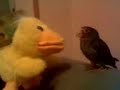 bruji contra pollo