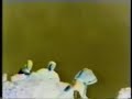 descida de rappel salto dos cães