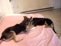 Lord Stanley & Mali Puppy Love