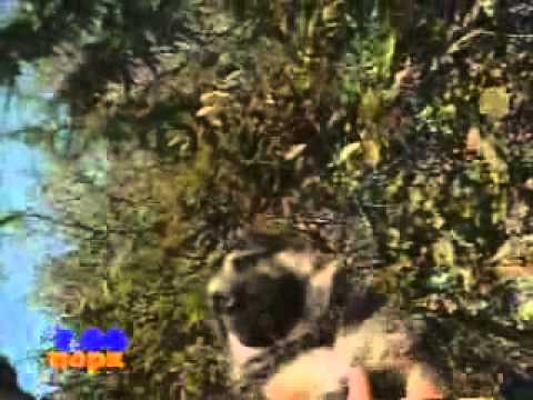 YouTube Трейлер