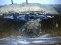 Schildpadden eten Schildpadden eten