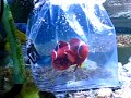 Giant six inch Maroon clown
