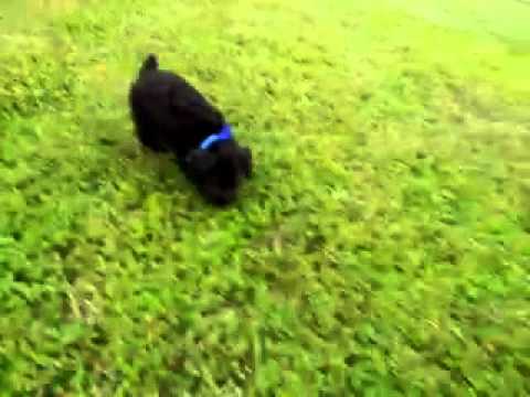 Prince..First generation Schnoodle !!